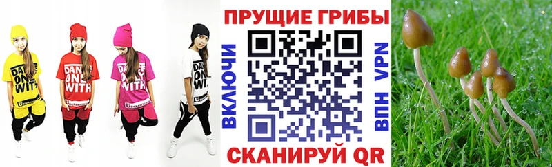 Галлюциногенные грибы Psilocybine cubensis  Сегежа 